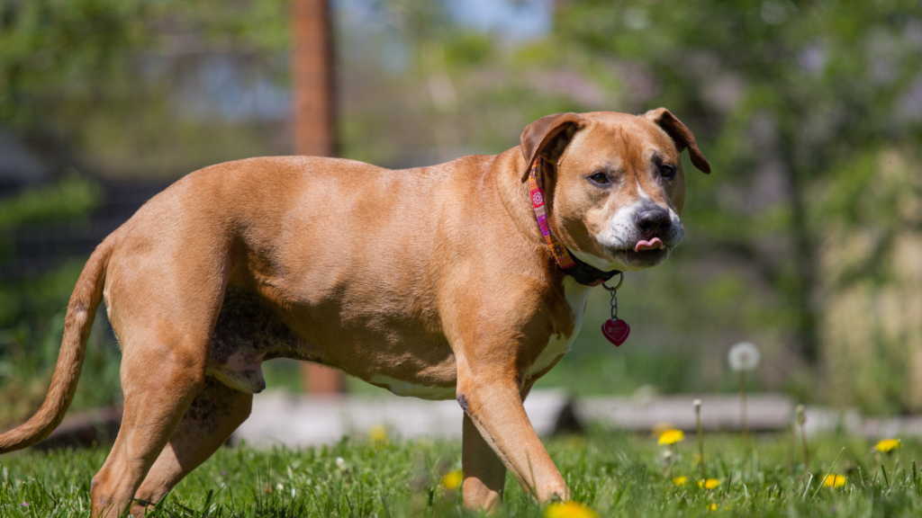 best training collar for pitbull dog