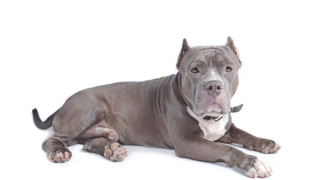 best training collar for pitbull dog