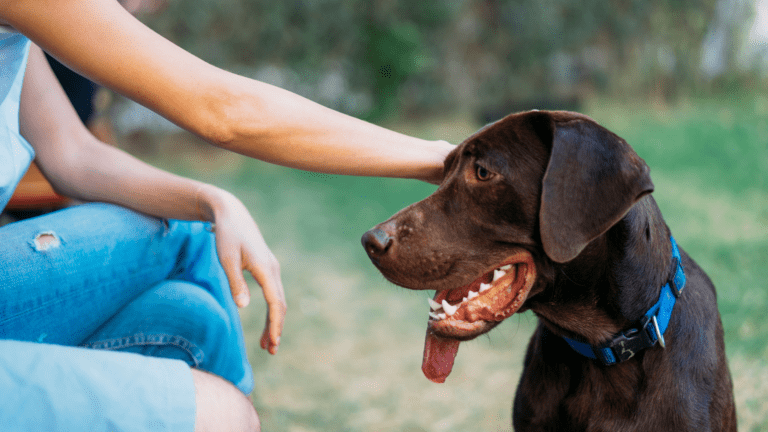 best no shock training collar