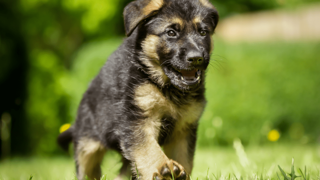 best training collar for german shepherd puppy