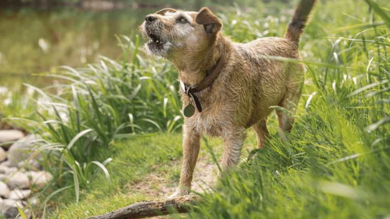 best dog training collar with bark control