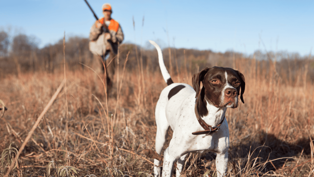 best hunting dog training collar,best hunting dog training collar