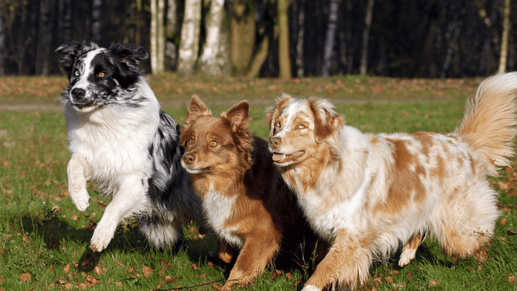 best e collar for australian shepherd