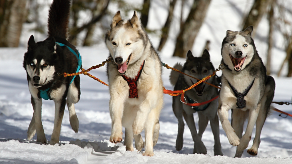 best training collar for huskies