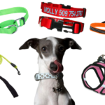 How tight should a dogs collar be?