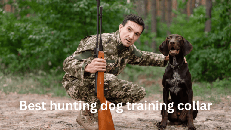 best hunting dog training collar