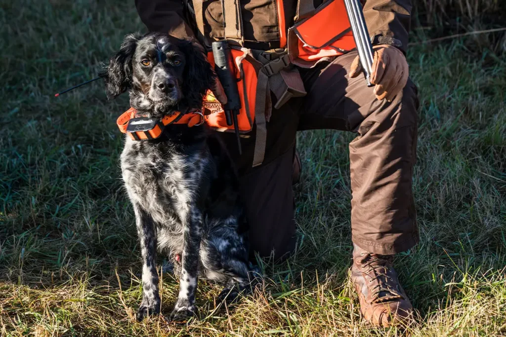 how to train dog with e collar