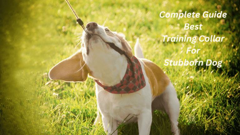 Best Training Collars for Stubborn Dogs