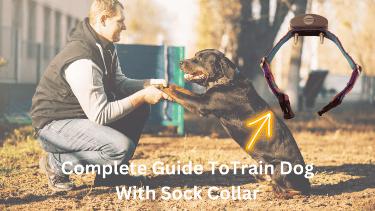 how to use a shock collar for dog training