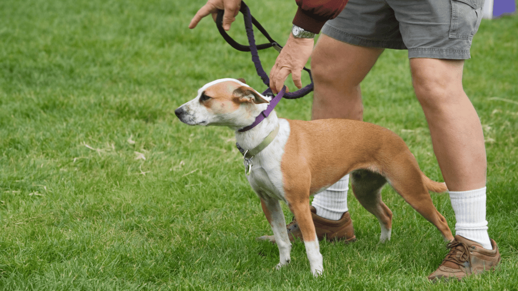 best shock collar for small dogs