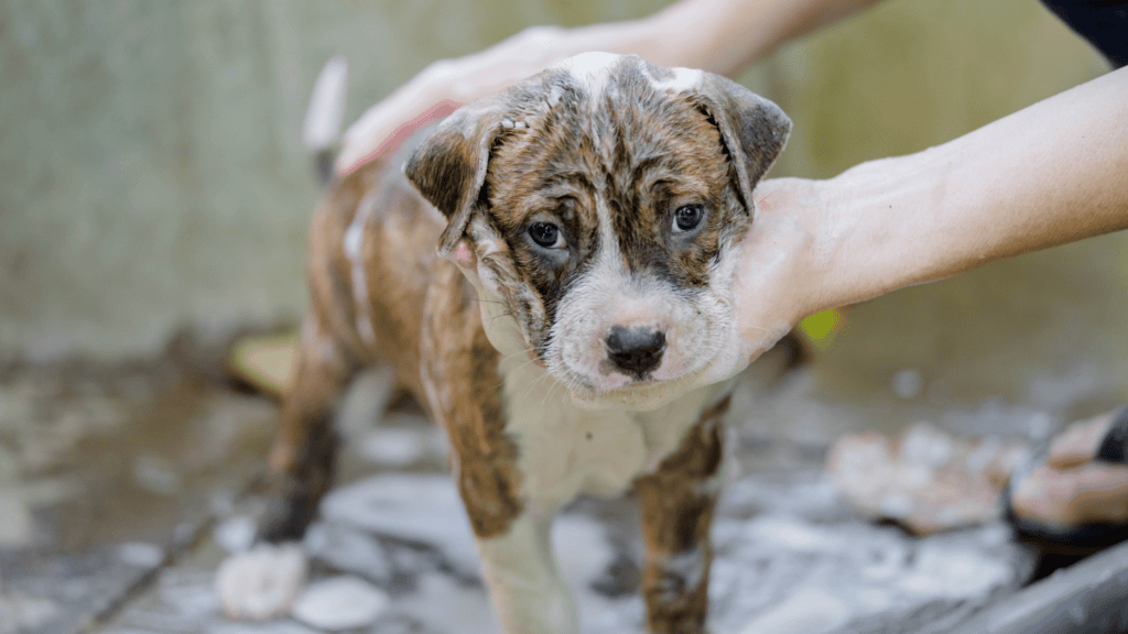 What Happens If A Pitbull Dog Tastes Blood