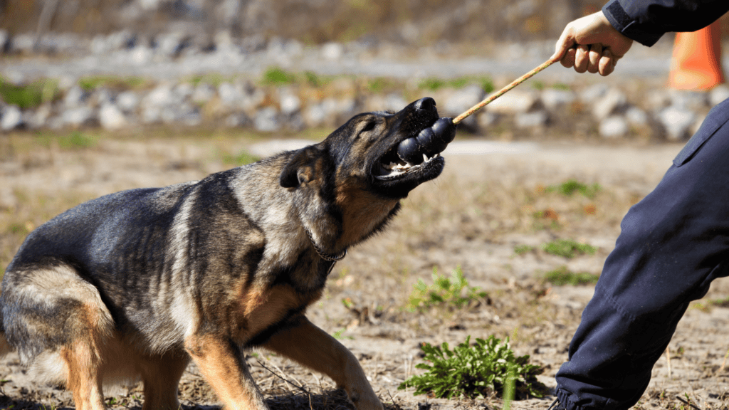 how to use a shock collar for dog training,how does a shock collar works,risks of using a shock collar for dog training,benefits of using a shock collar for dog training,how to use a shock collar for dog training,how to use e collar for dog training,how to use electronic collar training for dogs,how to use a shock collar on a dog,how to properly use a shock collar on a dog,how to choose the right shock collar,how does a shock collar work,what is shock collar,how to use a shock collar to train dog