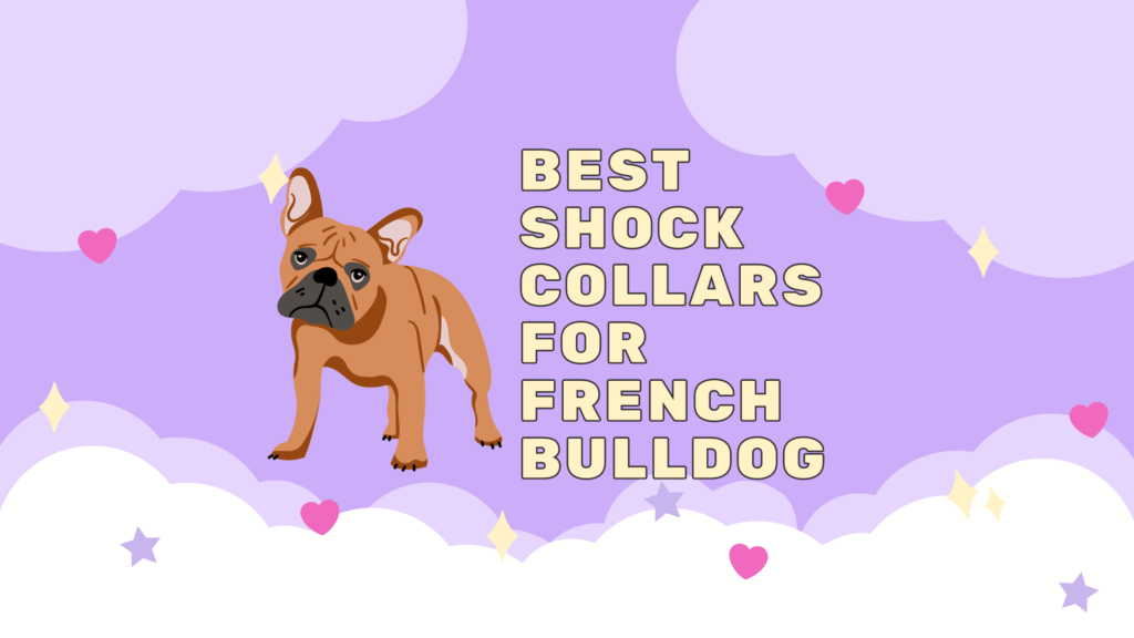 shock collar for french bull dog