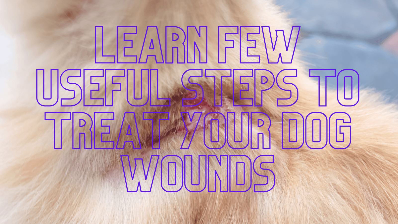 how-to-treat-shock-collar-wounds-dazzle-your-dog