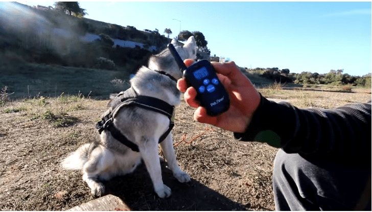 how many volts in dog shock collar