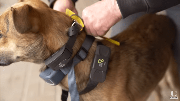 Are Shock Collars Bad For Dogs Dazzle Your Dog   Df 