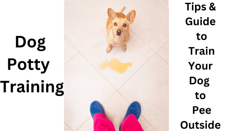 how to train dog to pee outside