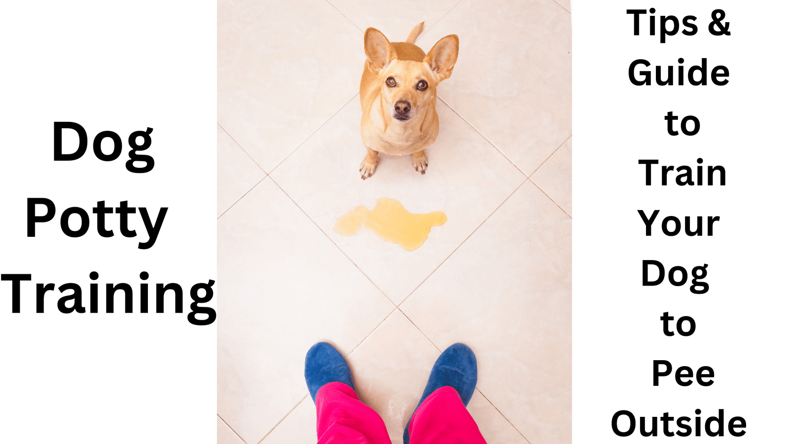 how-to-train-your-dog-or-puppy-to-pee-outside