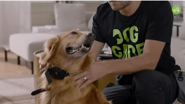 how to use an electronic dog training collar