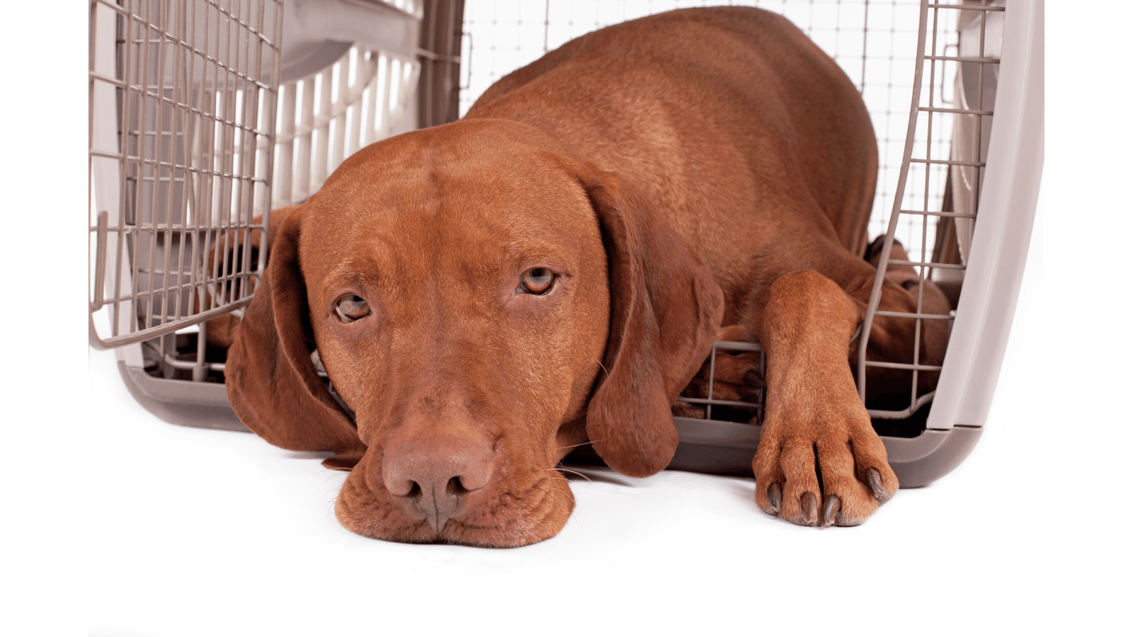 how-to-crate-train-an-older-dog-dazzle-your-dog