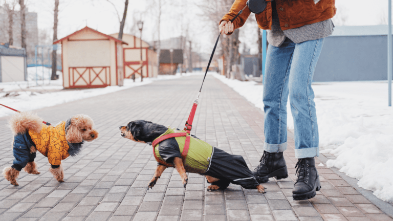 how to stop dog aggression