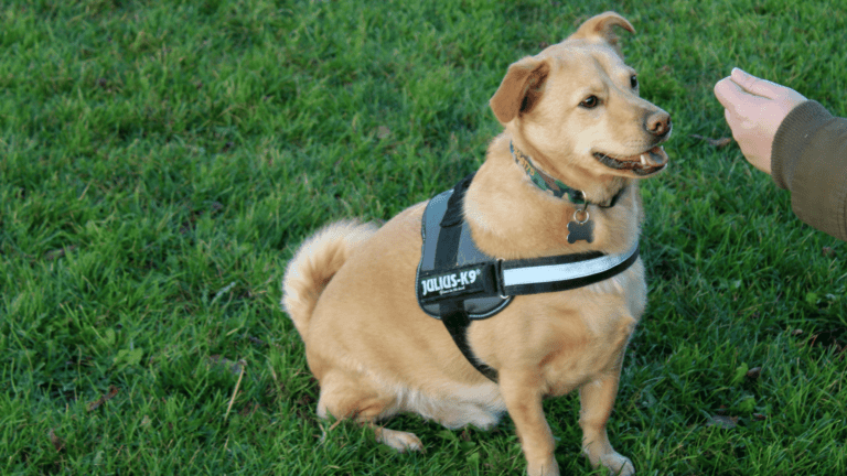 how to train a dog with a shock collar