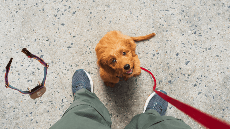 can i use a shock collar on a puppy