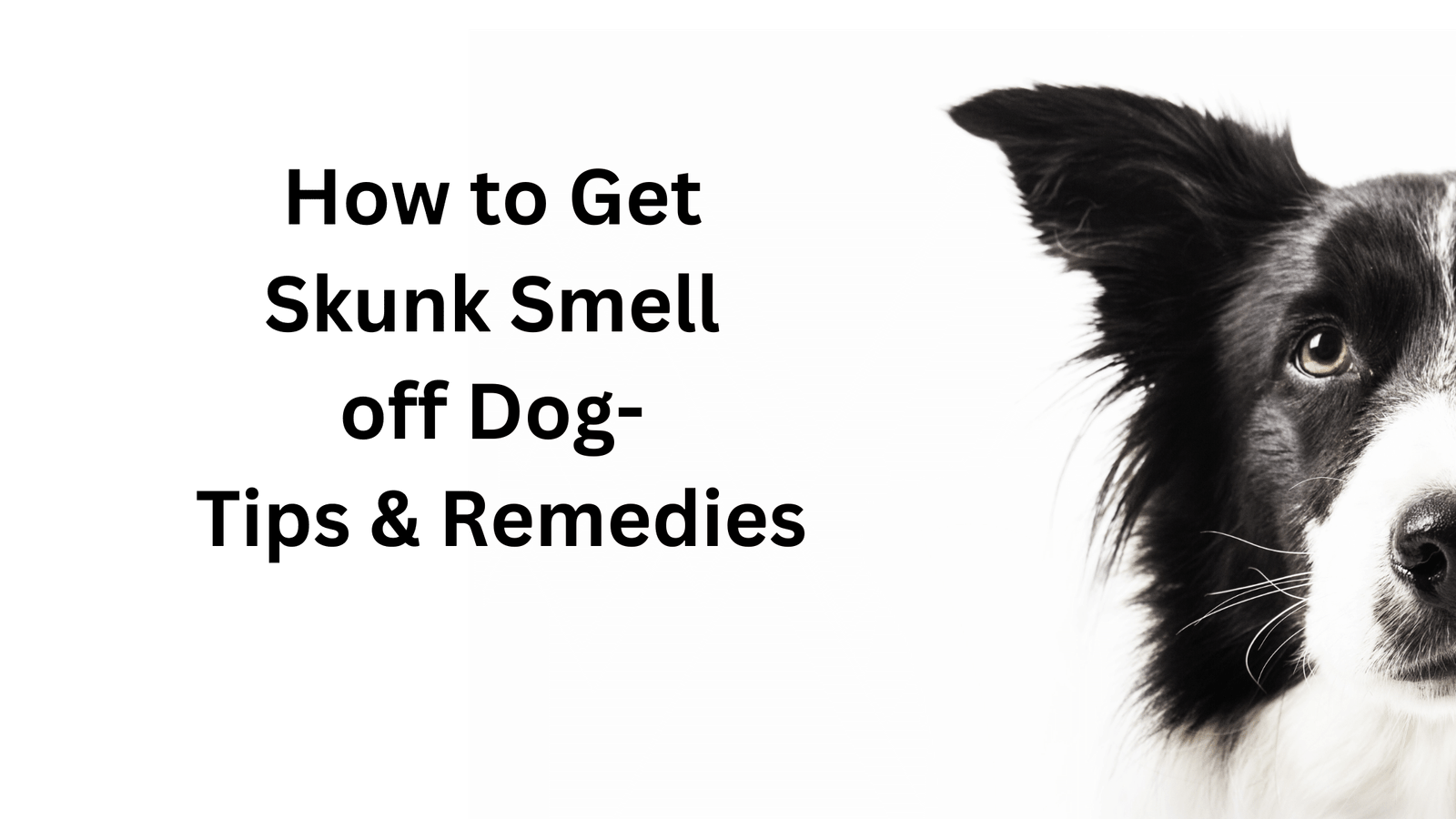 How to Get Skunk Smell off Dog ? Tips & Remedies