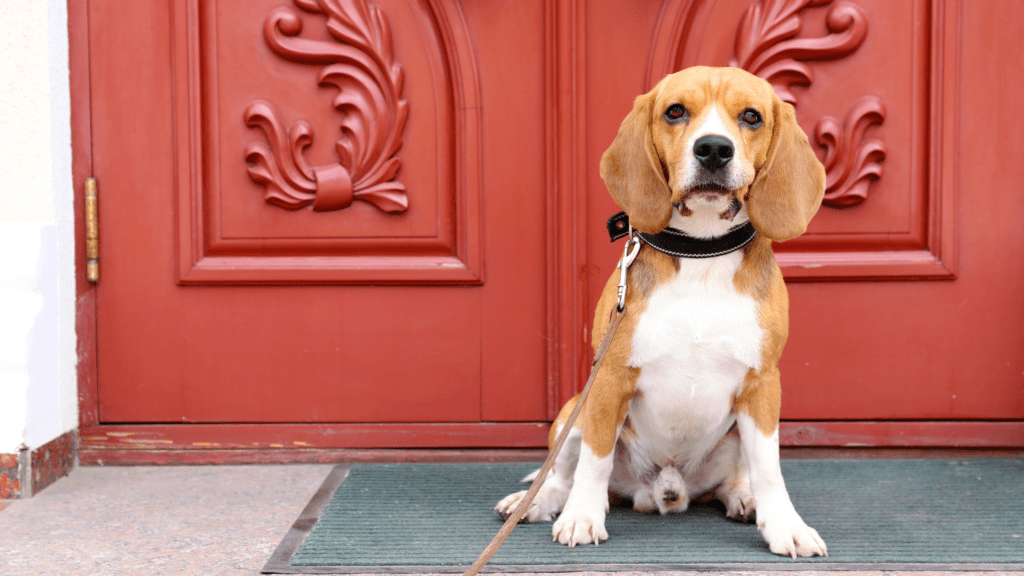 how to train a dog to use a pee pad