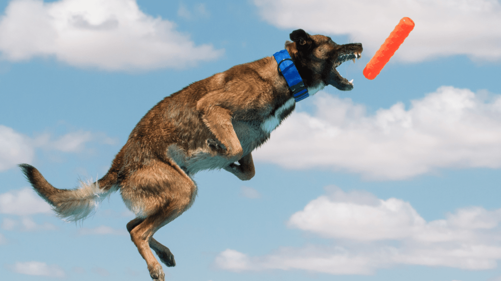 are belgian malinois good family dogs