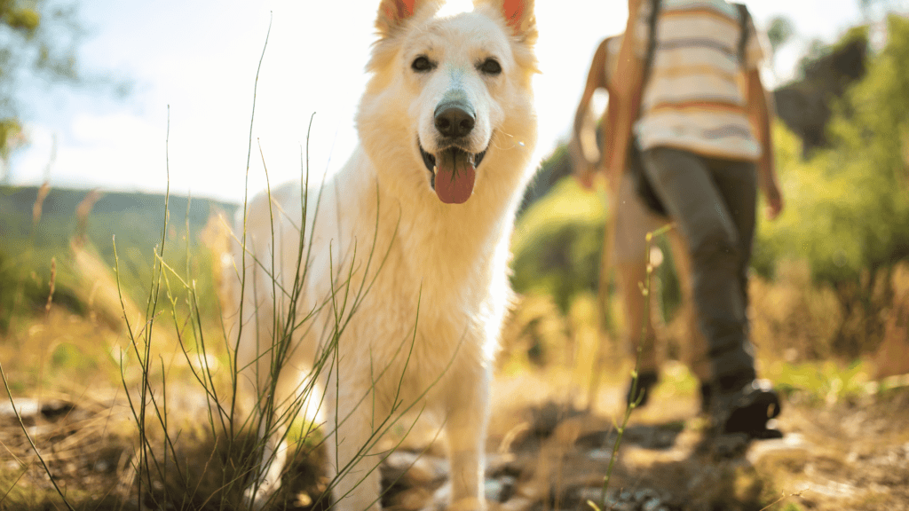 are belgian malinois good family dogs