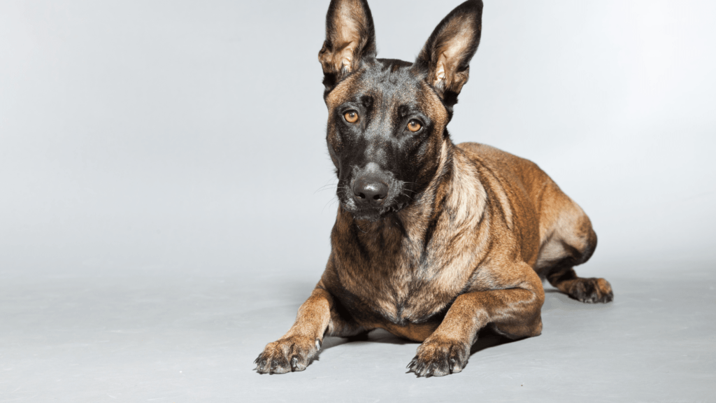 are belgian malinois good family dogs