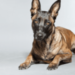 are belgian malinois good family dogs