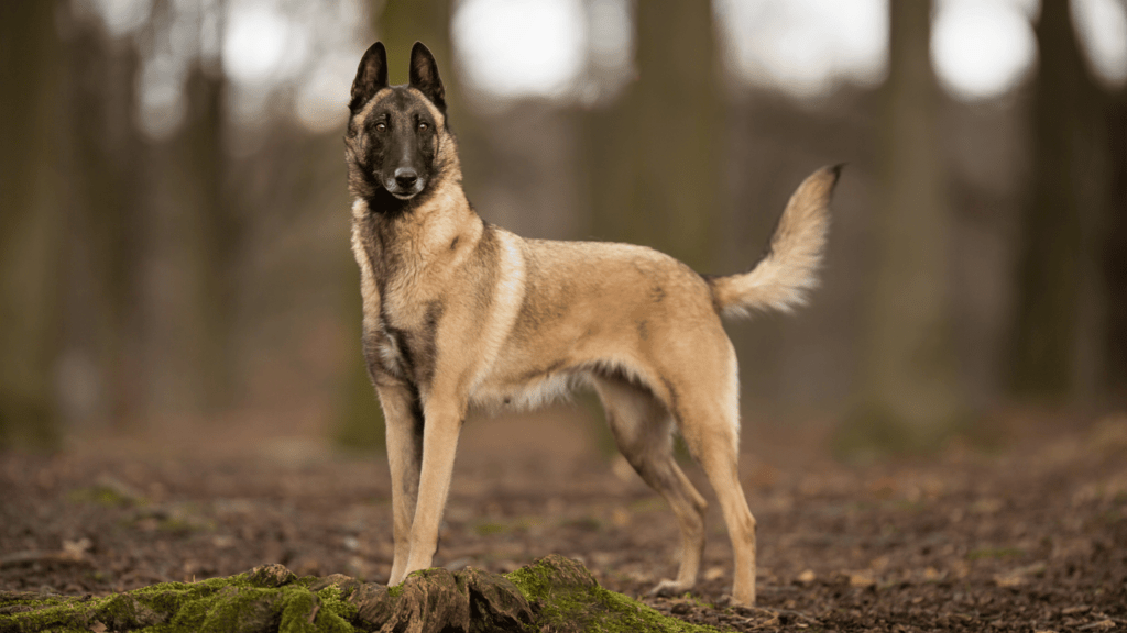 are belgian malinois good family dogs