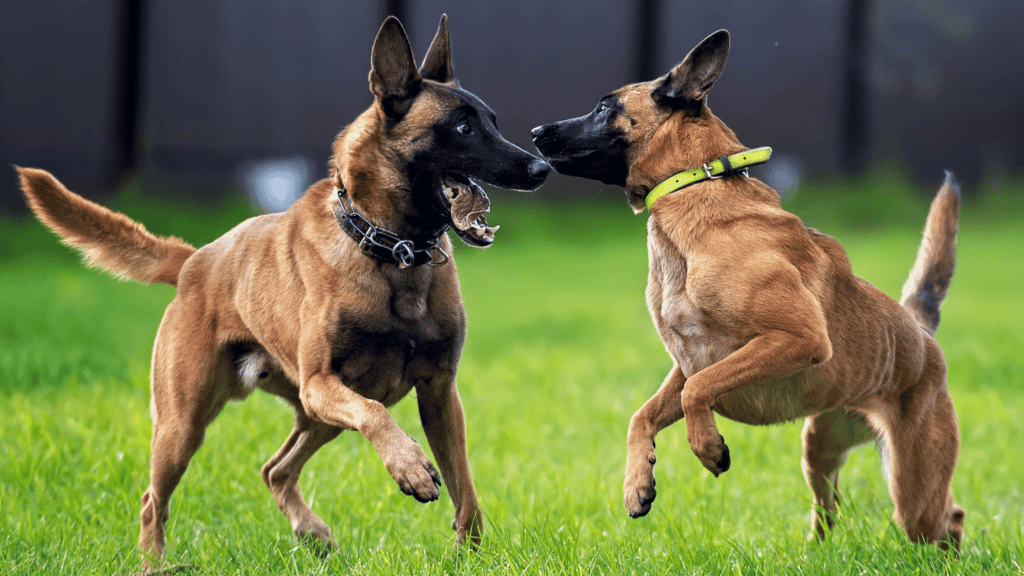 are belgian malinois good family dogs