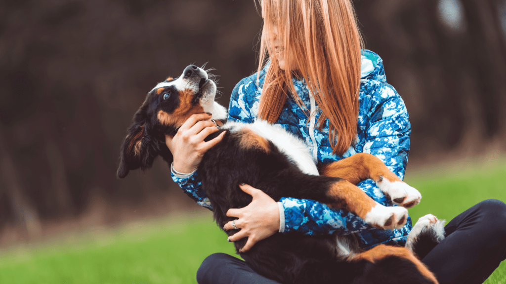 are bernese mountain dogs protective