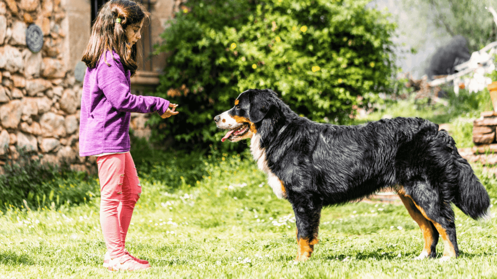 are bernese mountain dogs protective