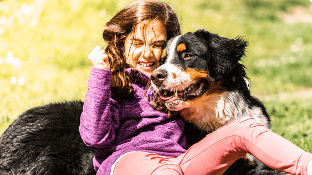 are bernese mountain dogs protective