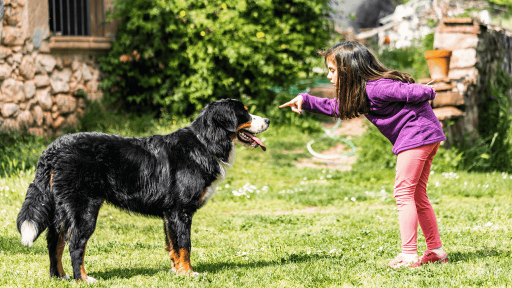 are bernese mountain dogs protective