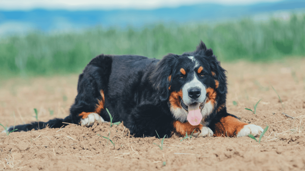 are bernese mountain dogs protective