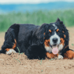 are bernese mountain dogs protective