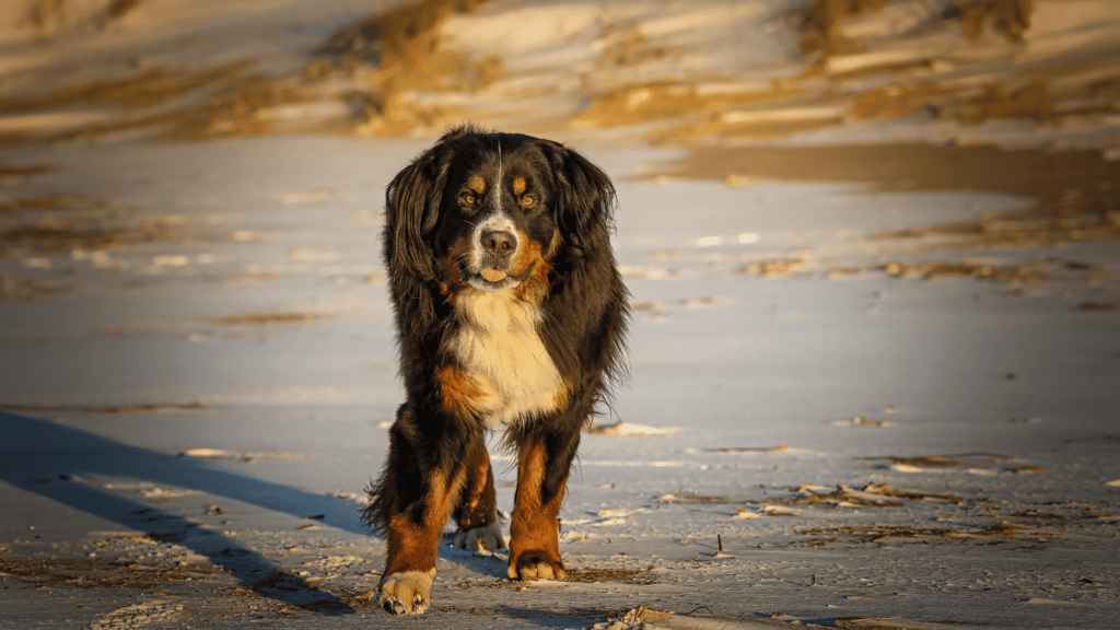 are bernese mountain dogs protective