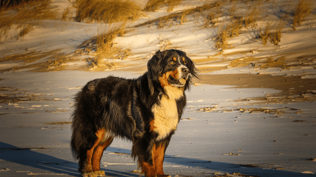 are bernese mountain dogs protective