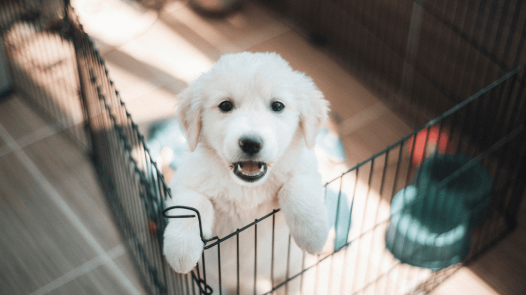 How to potty train a puppy in an apartment