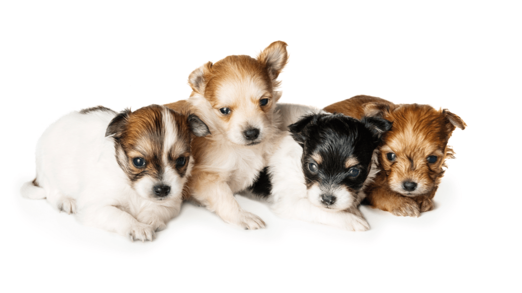 How to potty train a puppy in an apartment