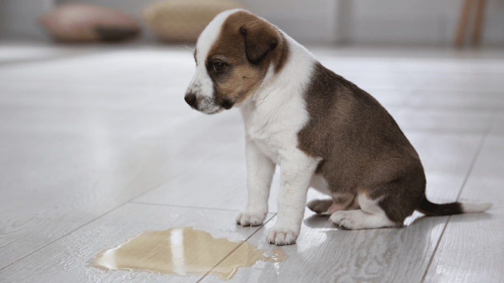 How to potty train a puppy in an apartment