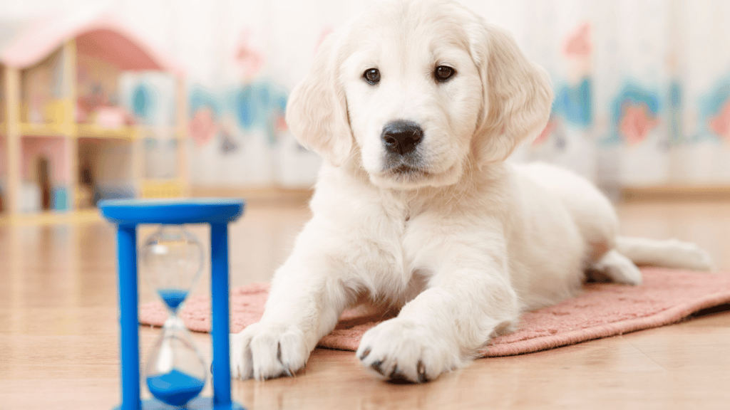 How to potty train a puppy in an apartment