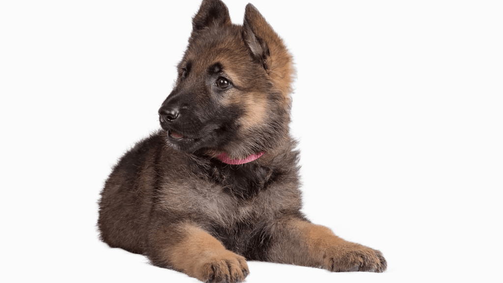 best training collar for german shepherd puppy