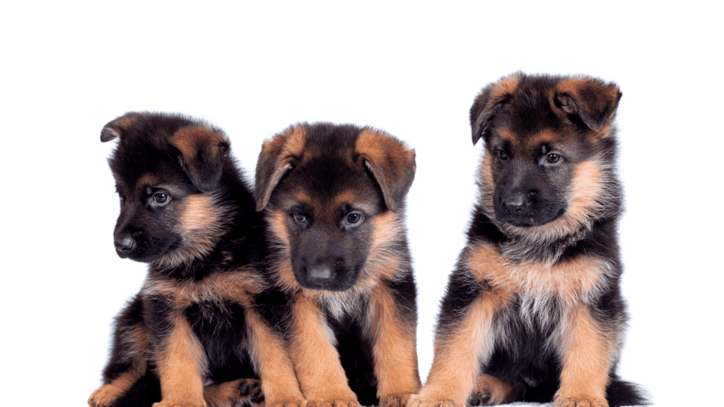 best training collar for german shepherd puppy