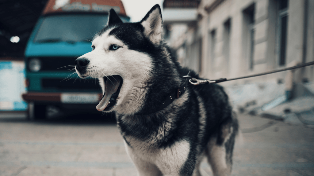 best training collar for huskies